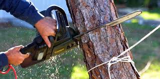 Best Root Management and Removal  in La Mesilla, NM