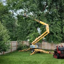 Best Hazardous Tree Removal  in La Mesilla, NM