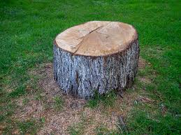 Best Tree Removal  in La Mesilla, NM