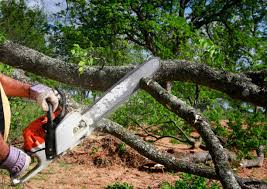 Best Tree Disease Treatment  in La Mesilla, NM