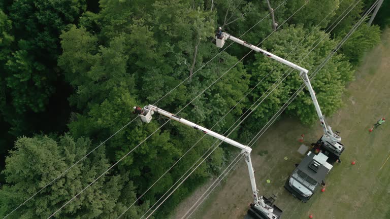 Best Commercial Tree Services  in La Mesilla, NM