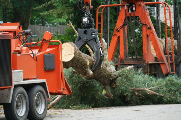 Best Stump Grinding and Removal  in La Mesilla, NM