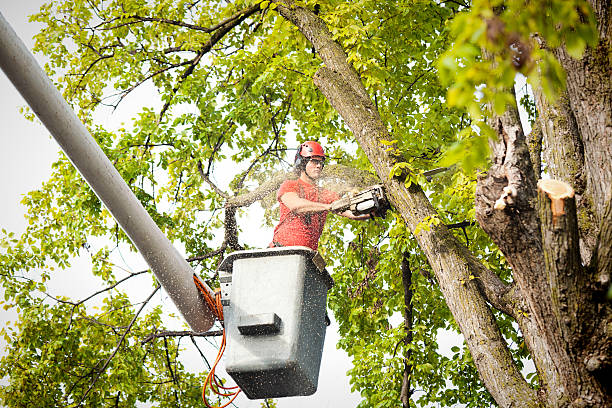Best Storm Damage Tree Cleanup  in La Mesilla, NM