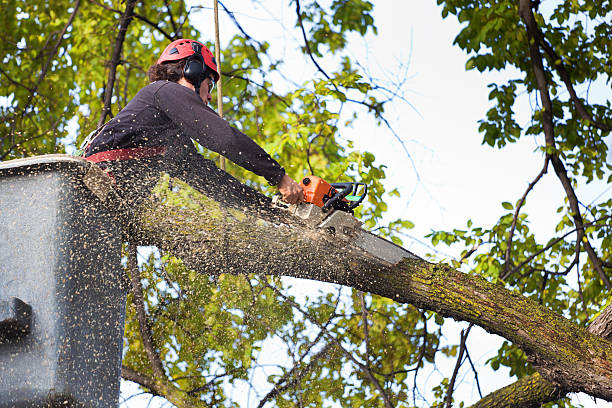 La Mesilla, NM Tree Removal Company